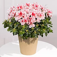 Pink Azalea Plant