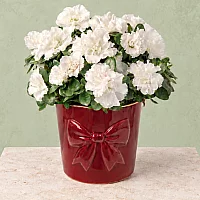 White Azalea in Bow Pot