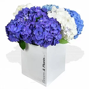 Happy Hydrangeas