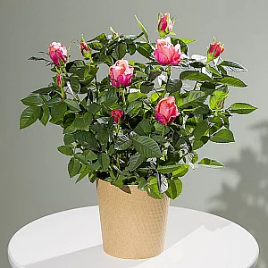 Autumn Rose Plant