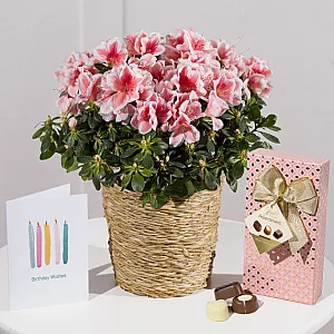 Happy Birthday Azalea Gift