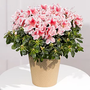 Pink Azalea Plant