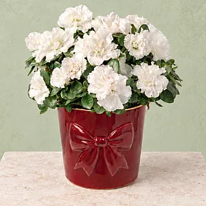 White Azalea in Bow Pot