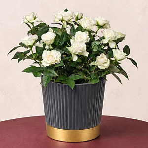 White Rose in Ribbed Pot