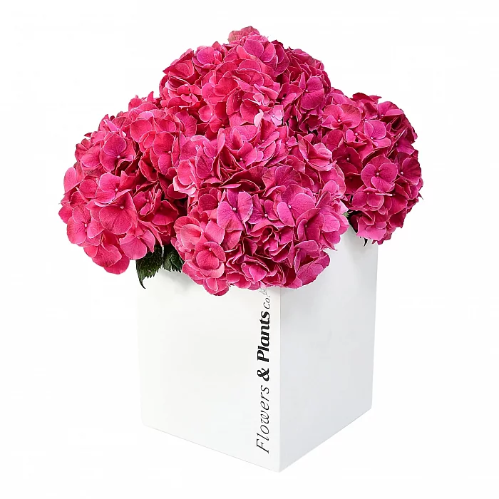 Passion For Pink